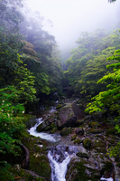 屋久島の森
