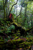 屋久島の森