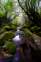 屋久島の森と渓流