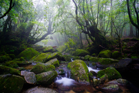 屋久島の森と渓流