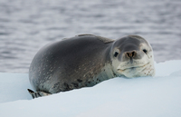 ヒョウアザラシ