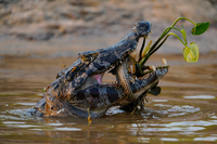 魚を捕食するカイマン