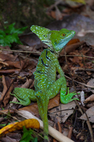 グリーンバシリスク