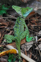 グリーンバシリスク