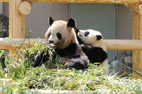 ジャイアントパンダ　　親子　子供８ケ月