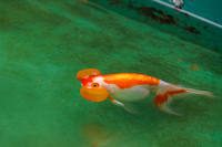 金魚　水疱眼