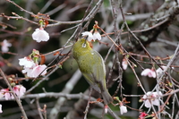 サクラの花とメジロ