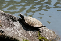 クサガメ