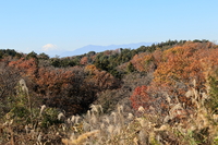 紅葉と富士山