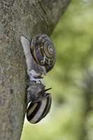 ミスジマイマイ