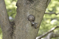 ミスジマイマイ