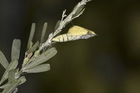 キタキチョウの羽化(1)