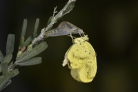 キタキチョウの羽化(10)