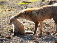 キタキツネの親子