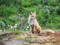 キタキツネの母親