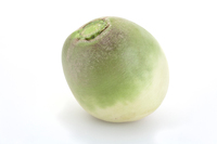 コウシンダイコン（紅芯大根）