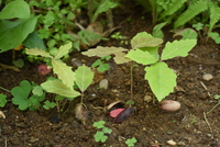 コナラ　発芽
