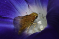 アサガオ　セセリチョウ　訪花