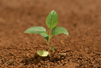 リンゴ　実生苗