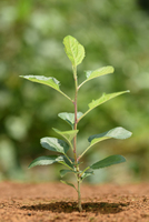 リンゴ　実生苗