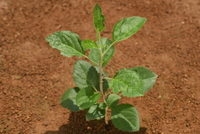 リンゴ　実生苗