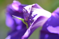 オンブバッタ　アサガオの花を食べる