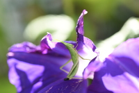 オンブバッタ　アサガオの花を食べる