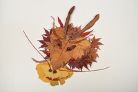 落ち葉遊び　リュウ(辰)