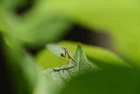 オオカマキリ　孵化したばかりの幼虫