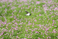 ツバメ成鳥オス　レンゲ畑で虫を捕る