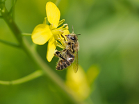 ニホンミツバチ顔を掻く