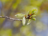 コナラ　若葉と雄花