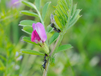 クロヤマアリ　カラスノエンドウの花外蜜腺から吸蜜