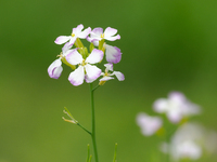 ダイコンの花