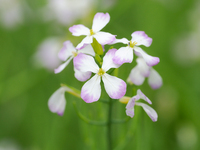 ダイコンの花