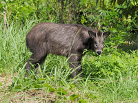 カモシカ　里に下りて草を食べる