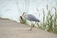 アオサギ　ボラを捕食