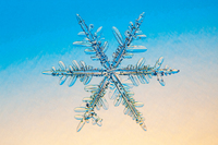 雪の結晶　樹枝六花