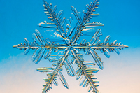 雪の結晶　樹枝六花