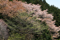 山桜満開