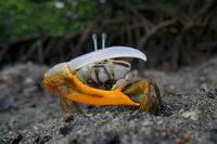 ヒメシオマネキ