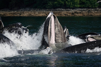 ザトウクジラの採餌